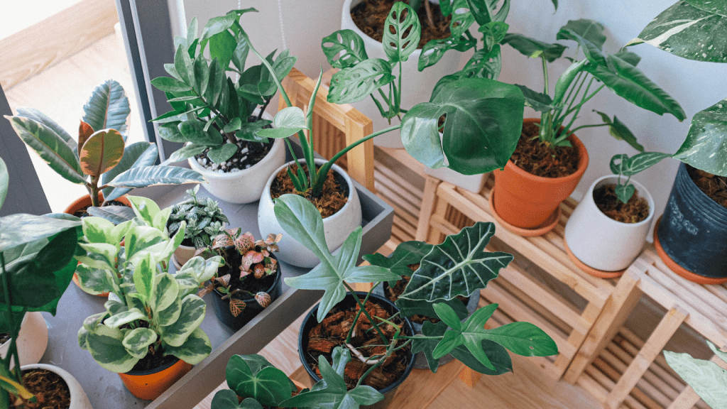 The Best Plants for Your New Luxury Home